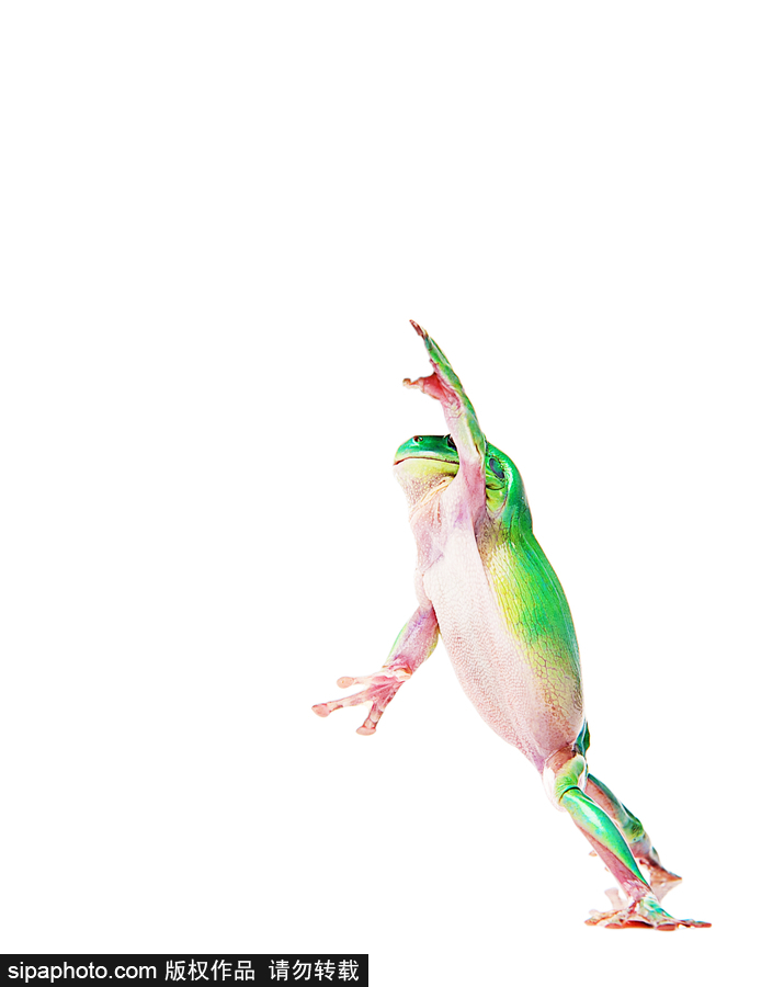 你的“蛙兒子”回來了嗎？盤點(diǎn)動物界佛系蛙日常萌照