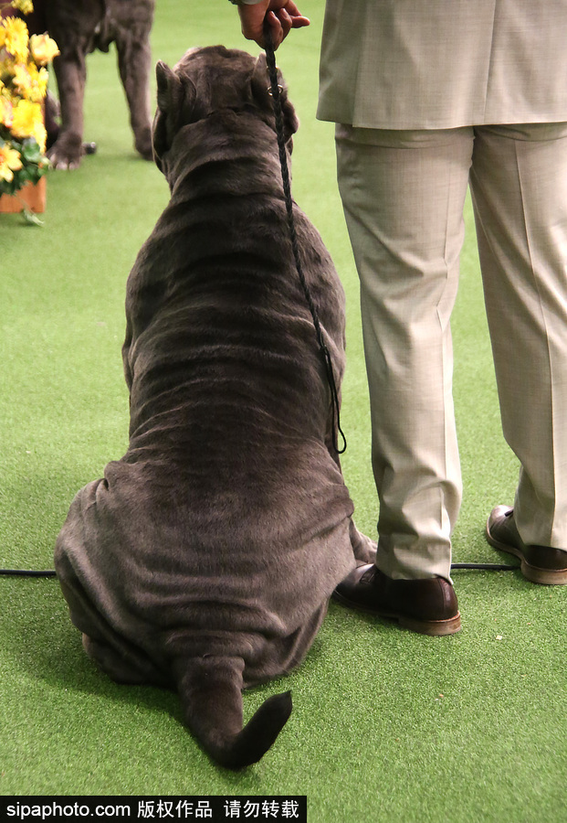 威斯敏斯特142屆狗展開幕 萌犬與主人互動樂趣十足