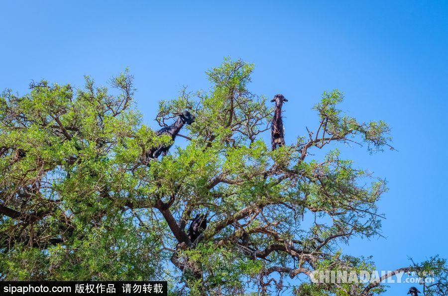 山羊也能上樹？摩洛哥羊爬堅果樹吃果實