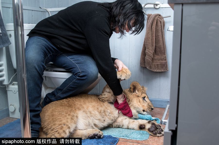 法國夫妻養獅子幼崽 恩愛日常令人艷羨
