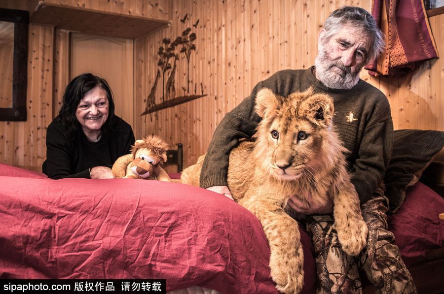 法國夫妻養獅子幼崽 恩愛日常令人艷羨