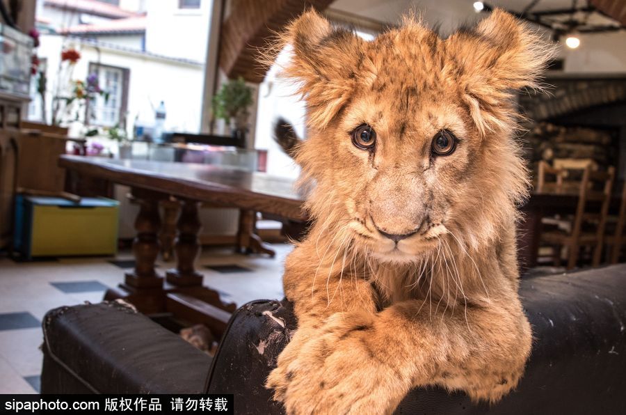 法國夫妻養獅子幼崽 恩愛日常令人艷羨