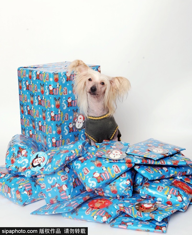 人不如狗系列！ 走進全世界最奢華的狗狗生活