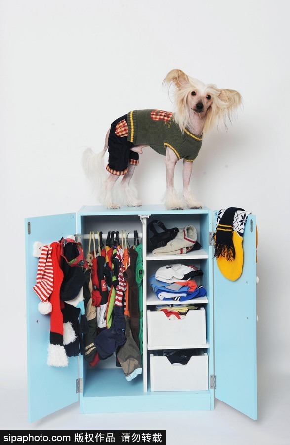 人不如狗系列！ 走進全世界最奢華的狗狗生活