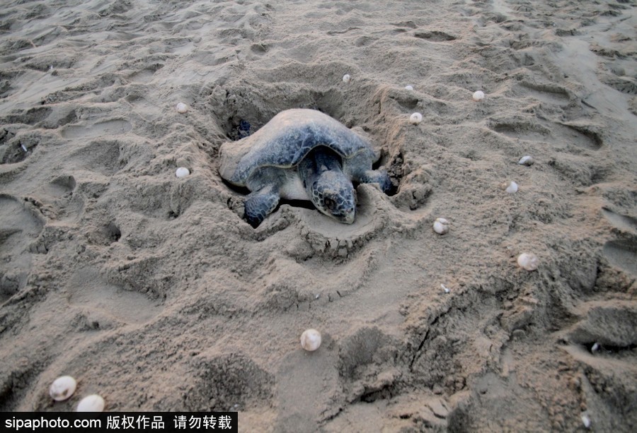印度海灘現(xiàn)大批欖蠵龜 點狀排列刨沙產(chǎn)卵