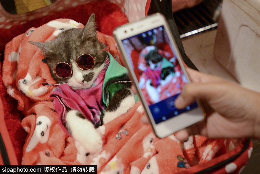 來自喵星界的霸氣！曼谷國際亞洲貓展萌態百樣