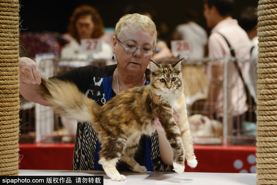 來自喵星界的霸氣！曼谷國際亞洲貓展萌態百樣