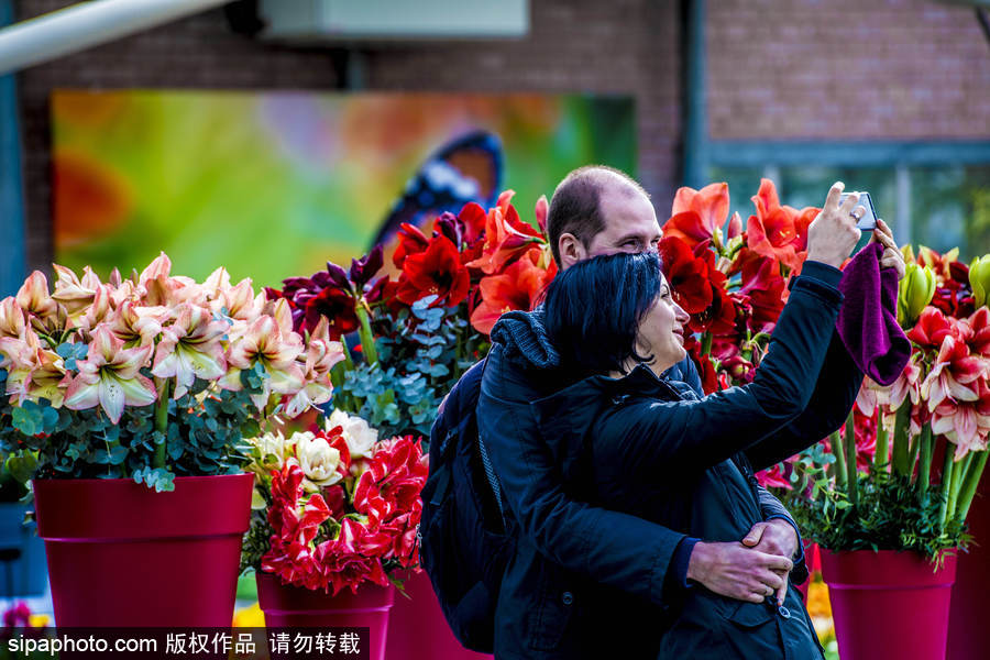 荷蘭利瑟郁金香花盛開 民眾爭先自拍合影