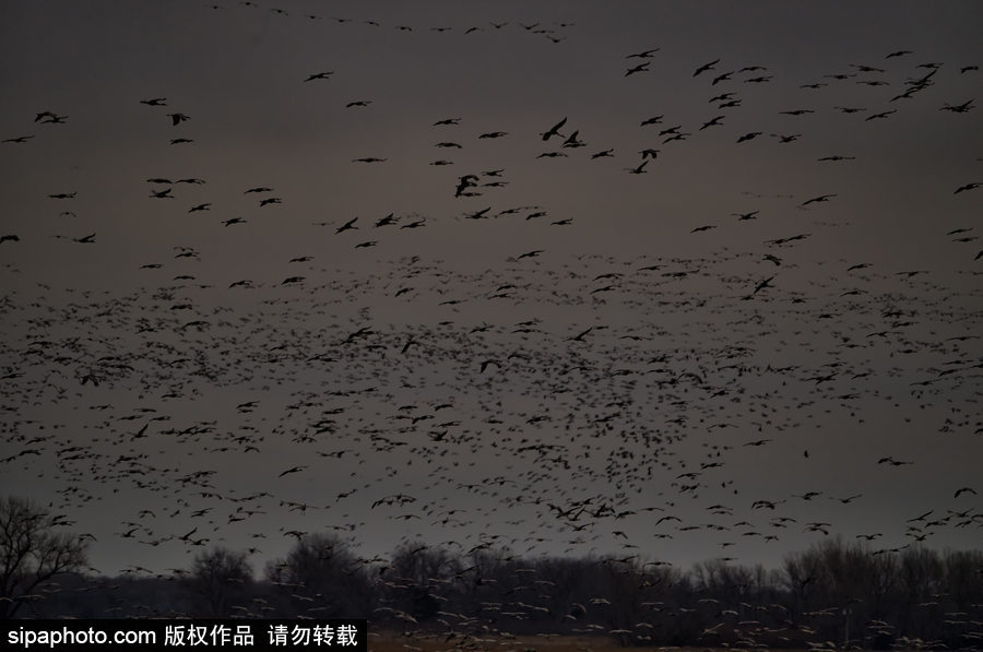 世界上最大的遷移之一 攝影實拍內布拉斯加州沙丘鶴大遷徙