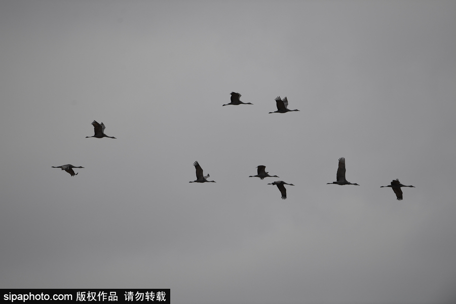 世界上最大的遷移之一 攝影實拍內布拉斯加州沙丘鶴大遷徙