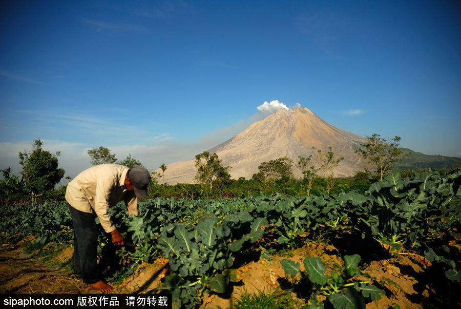 印尼錫納朋火山暫時(shí)趨于平緩 農(nóng)民菜田淡定勞作