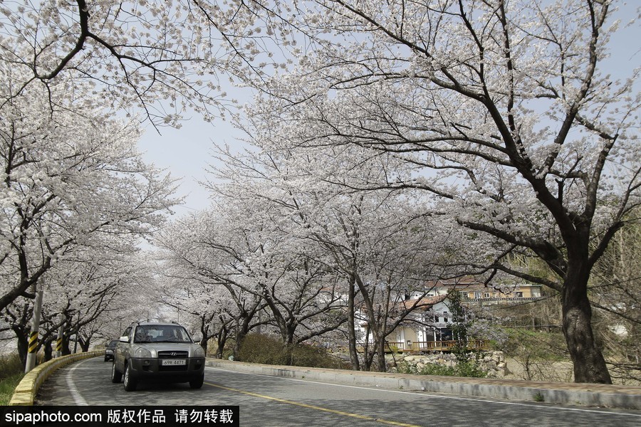 河?xùn)|十里櫻花路！韓國河?xùn)|郡櫻花盛放春意醉人