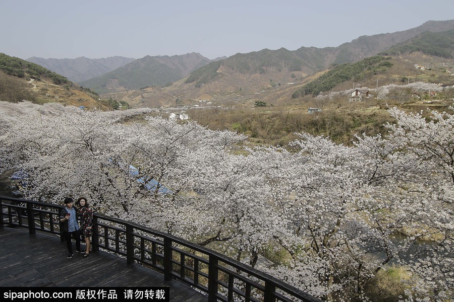 河?xùn)|十里櫻花路！韓國(guó)河?xùn)|郡櫻花盛放春意醉人