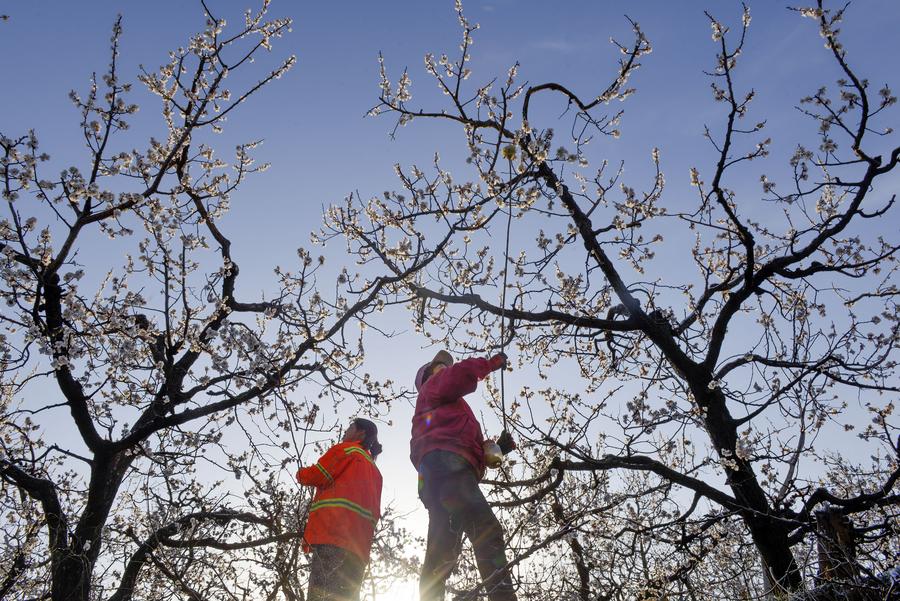 清明時節務農忙