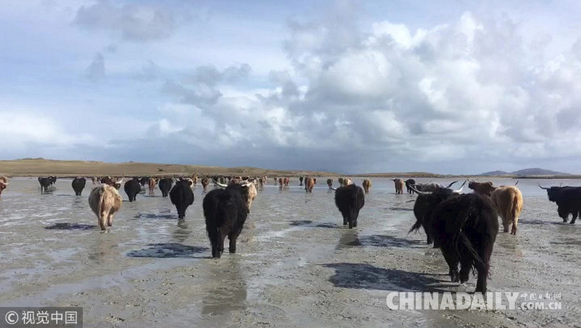 荒島來客！英國主人帶牛群“渡海”到無人島產仔