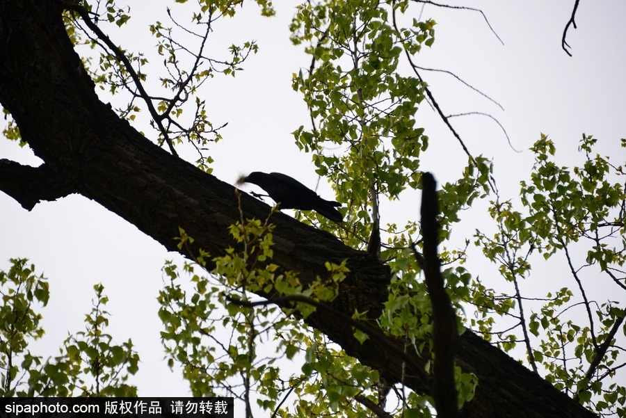 北京：膽大妄為！調(diào)皮烏鴉拔毛搭窩 大熊貓竟舒服“享受”