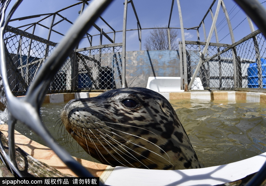 受傷后的避風港 探訪俄羅斯遠東地區海豹康復中心