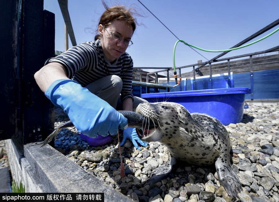 受傷后的避風港 探訪俄羅斯遠東地區海豹康復中心