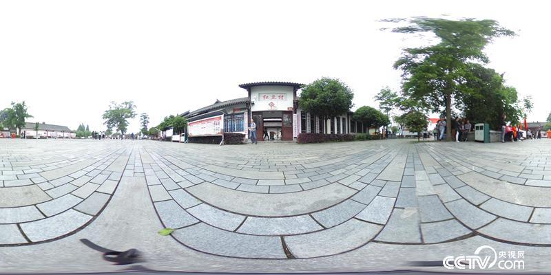 【汶川地震十年】千年紅豆樹 震后發新枝