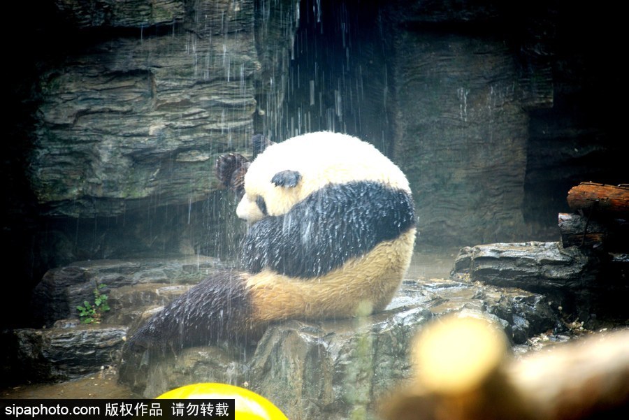 京城昨日創入夏最高氣溫 大熊貓淋浴降溫