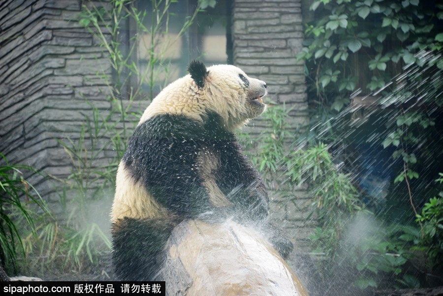 京城昨日創入夏最高氣溫 大熊貓淋浴降溫