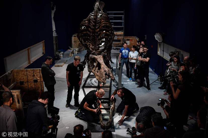 巴黎展出最完整霸王龍化石 尖牙利齒令人生畏