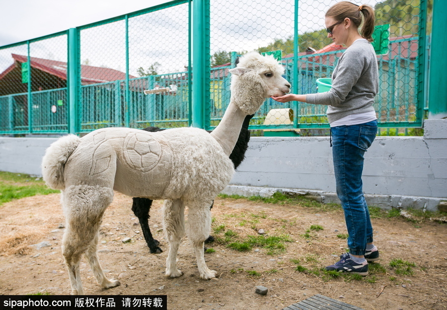 羊駝“助陣”世界杯！ 毛發修剪足球圖案趣味十足