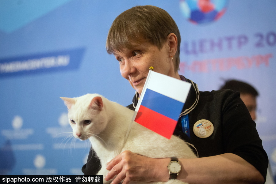 明星待遇！俄羅斯神貓預(yù)測2018世界杯揭幕戰(zhàn)勝者