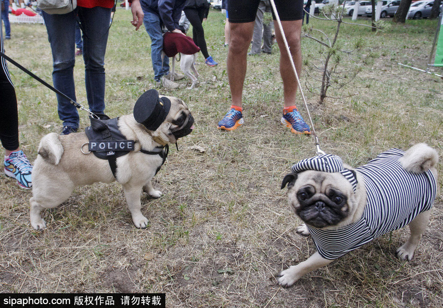 烏克蘭基輔舉行狗狗慈善跑 現場賣萌大比拼