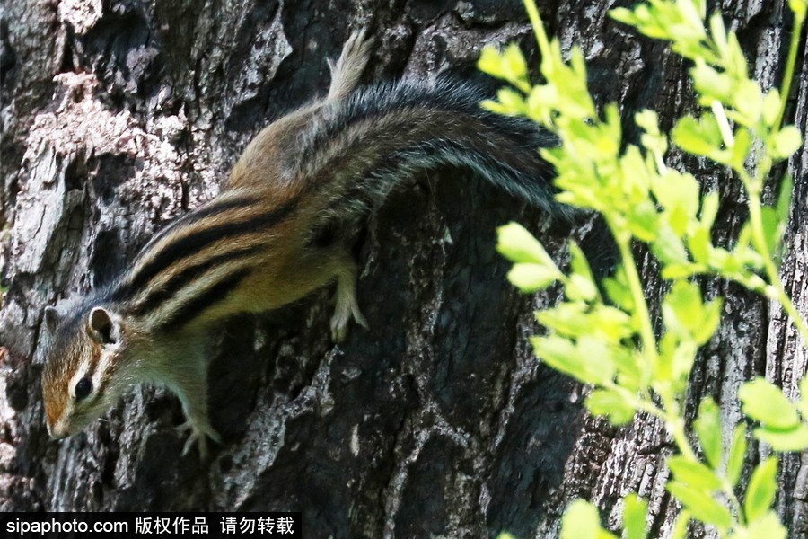 遠(yuǎn)離塵囂的動(dòng)物棲息地 探訪俄羅斯別廖佐夫斯基自然保護(hù)區(qū)