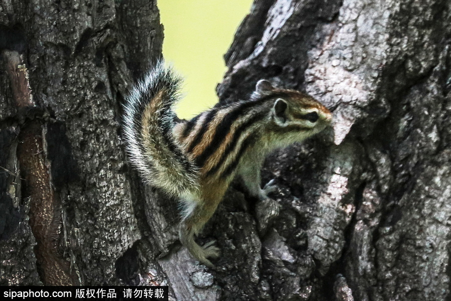 遠(yuǎn)離塵囂的動物棲息地 探訪俄羅斯別廖佐夫斯基自然保護(hù)區(qū)
