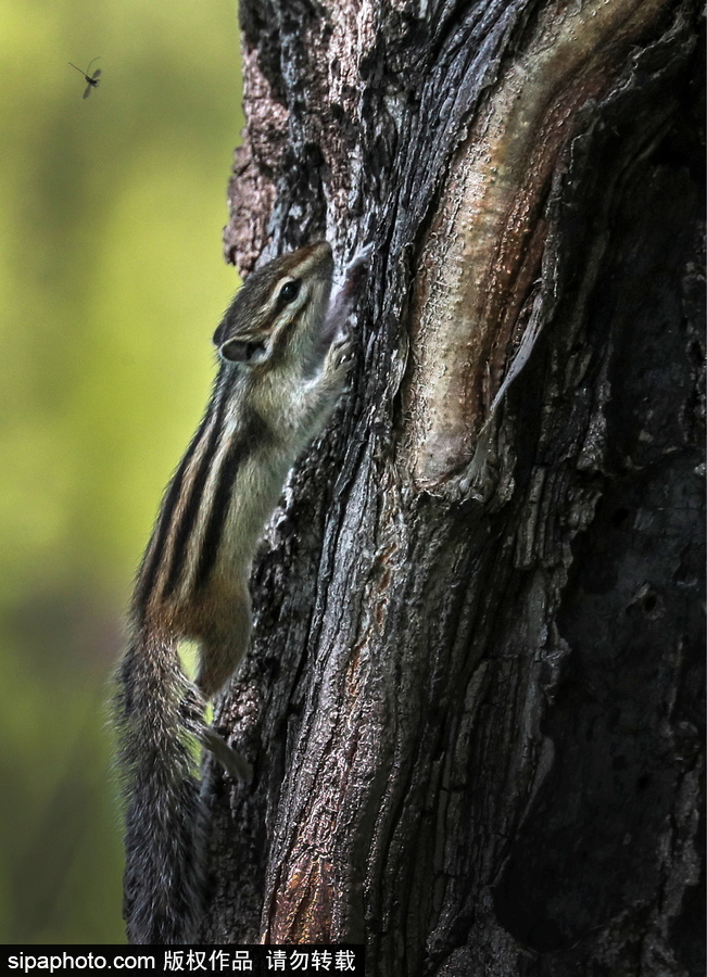 遠離塵囂的動物棲息地 探訪俄羅斯別廖佐夫斯基自然保護區