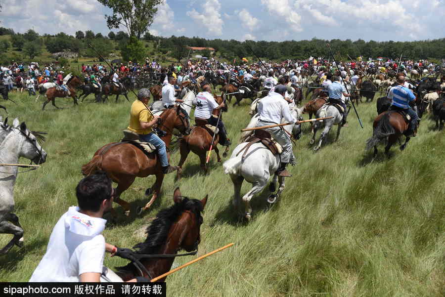 西班牙索里亞慶祝傳統節日La Saca 群馬奔騰景象壯觀