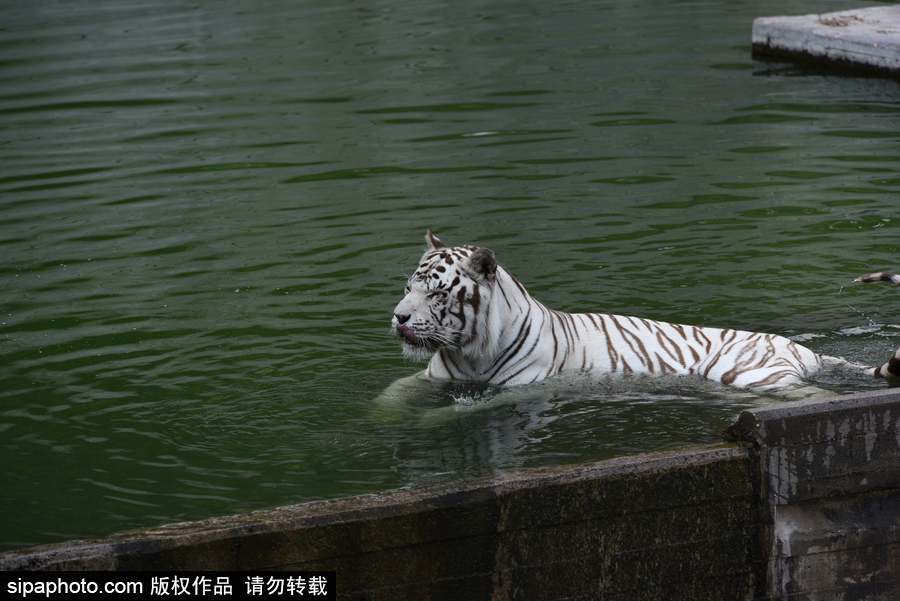 天氣熱得老虎也坐不住了！西班牙馬德里動物園猛虎水中避暑