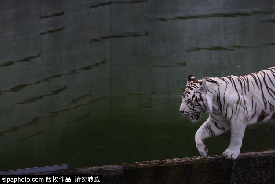 天氣熱得老虎也坐不住了！西班牙馬德里動物園猛虎水中避暑