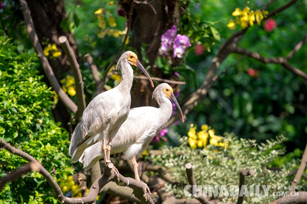 廣東長隆華南珍稀野生動物物種保護中心成功繁育珍稀鳥類朱鹮