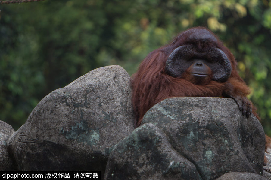 呆萌滑稽 印尼雅加達(dá)紅毛猩猩傻傻惹人愛！