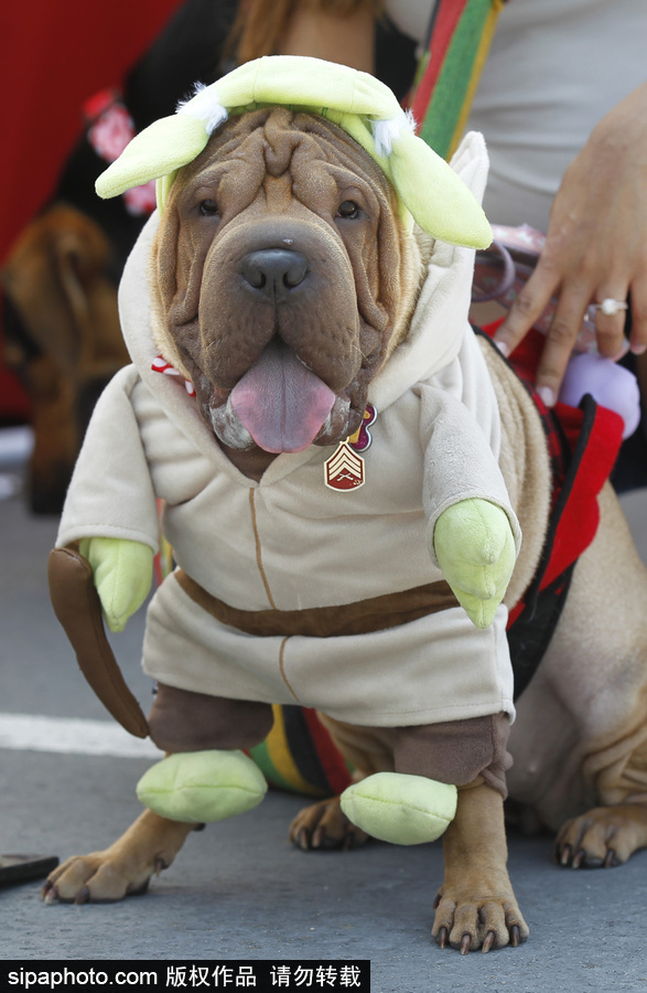 美國(guó)圣地亞哥動(dòng)漫展期間 狗狗身著各色服飾秒變時(shí)尚icon