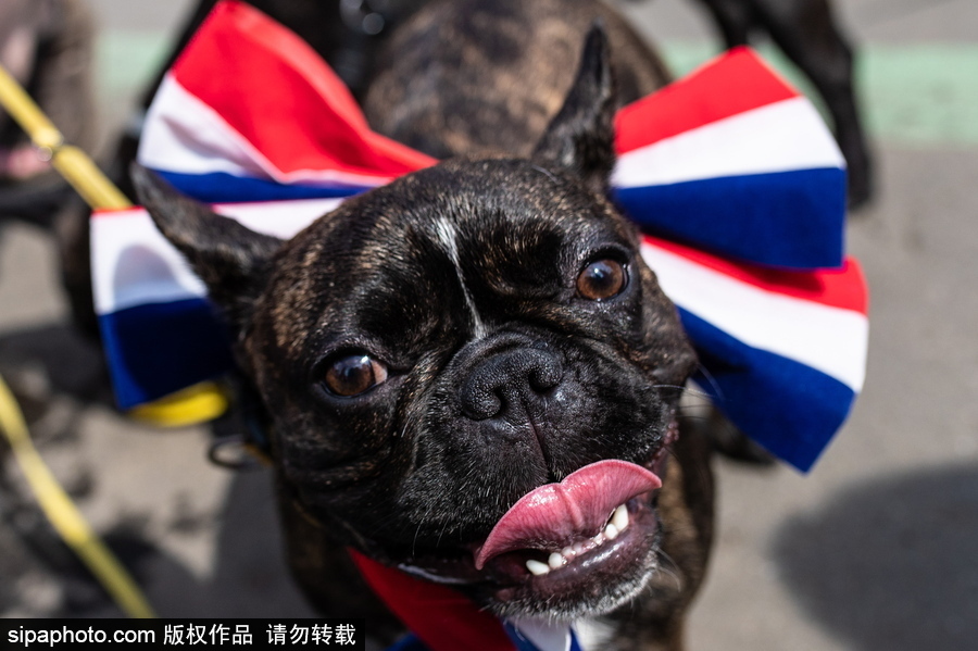 俄羅斯莫斯科“法國日”活動 處處洋溢法蘭西元素