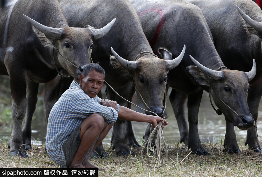 水牛狂奔激起水花！泰國曼谷水牛比賽場面壯觀有趣