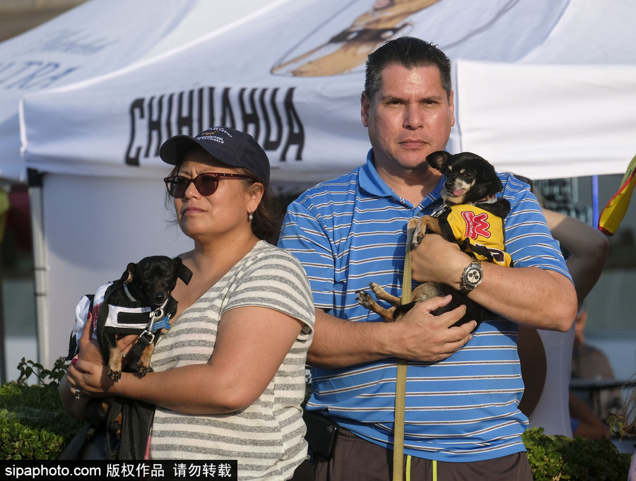 另類速度與激情！第23屆美國年度賽狗大會開幕