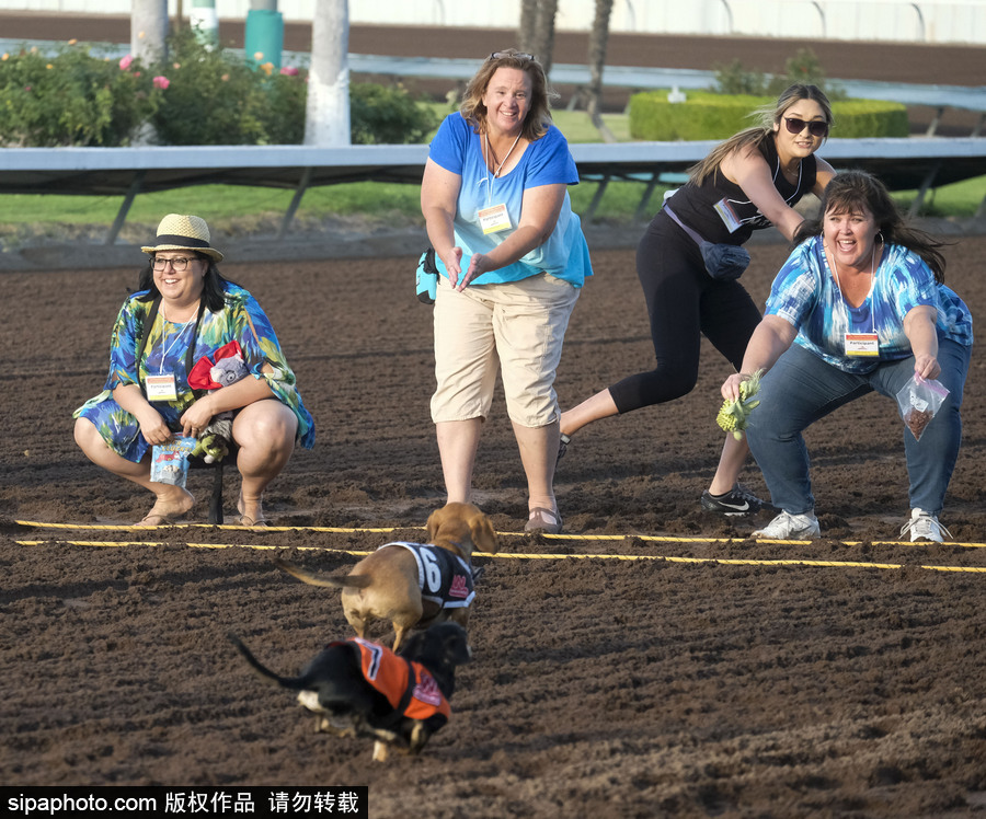 另類速度與激情！第23屆美國年度賽狗大會開幕