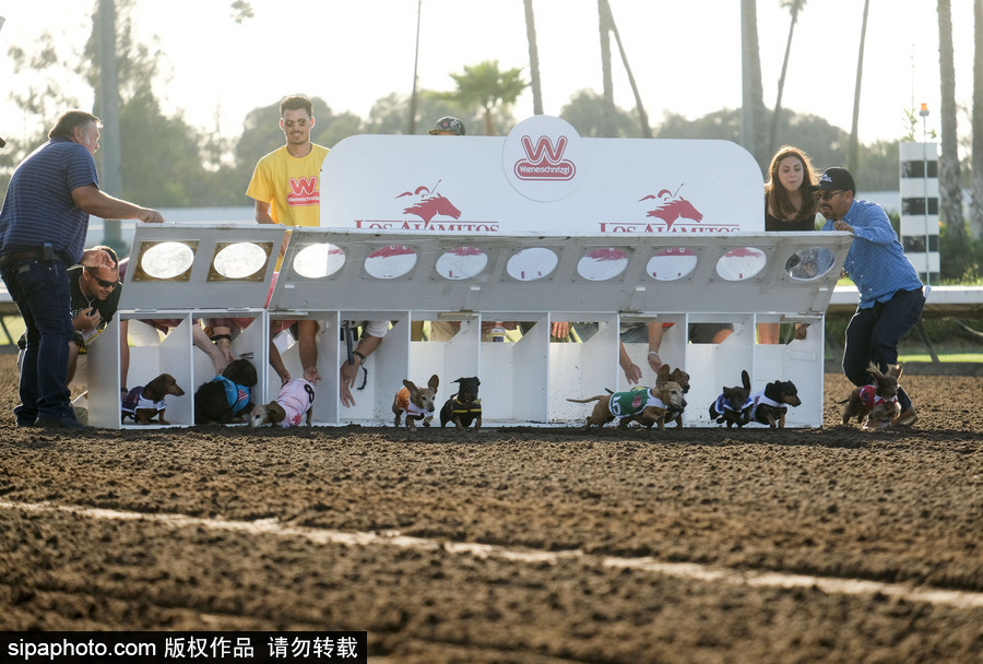 另類速度與激情！第23屆美國年度賽狗大會開幕
