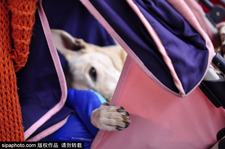 活的不如狗系列 圣保羅街頭寵物躺嬰兒車還蓋著小毯子