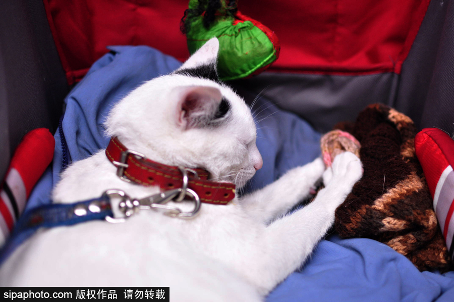 活的不如狗系列 圣保羅街頭寵物躺嬰兒車還蓋著小毯子