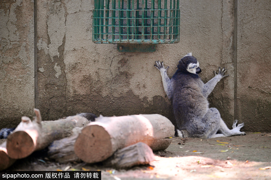 北京動物園開啟防暑模式 小動物們應對高溫有“奇招”