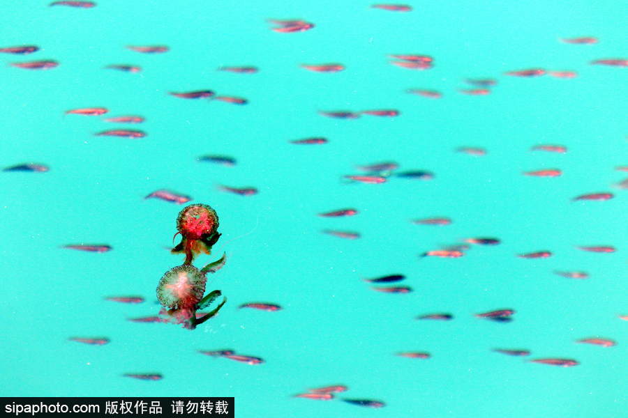 美麗的“藍色災害”！西班牙馬拉加海灘出現(xiàn)新水母