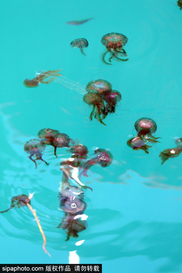 美麗的“藍色災(zāi)害”！西班牙馬拉加海灘出現(xiàn)新水母