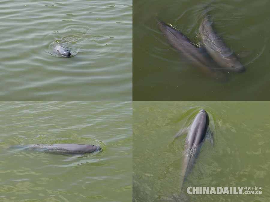 【發現長江】安徽銅陵和悅洲蔬菜有機種植 居民與江豚和諧共生