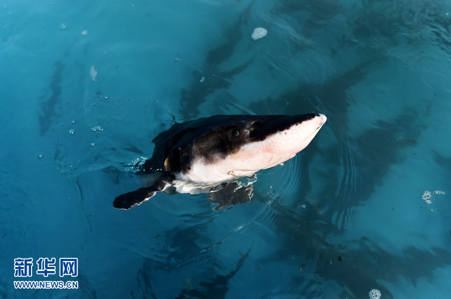 萌翻了！長江沿線的珍稀動物你知道幾個？